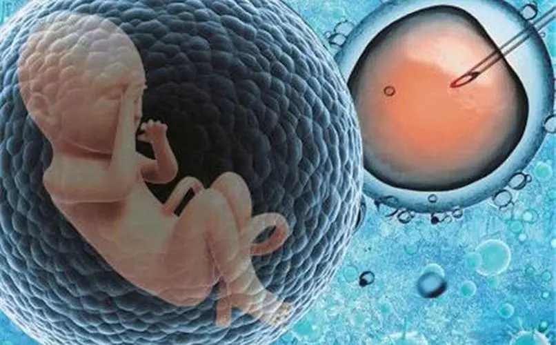 胚胎在体外是如何成长发育的呢？