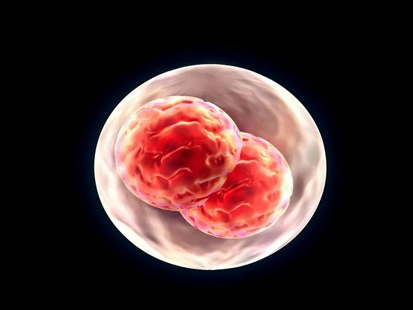 3天9细胞的胚胎图片