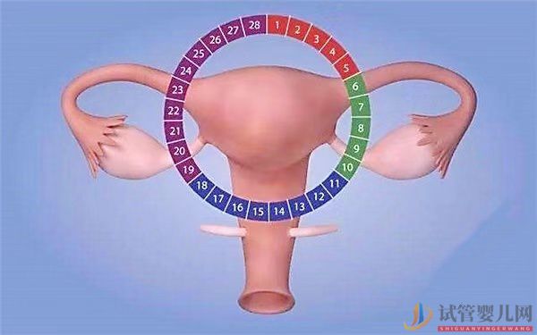 子宫内膜厚度如何调理？子宫内膜不标准能做试管婴儿吗？(单人试管婴儿能做吗)(图1)