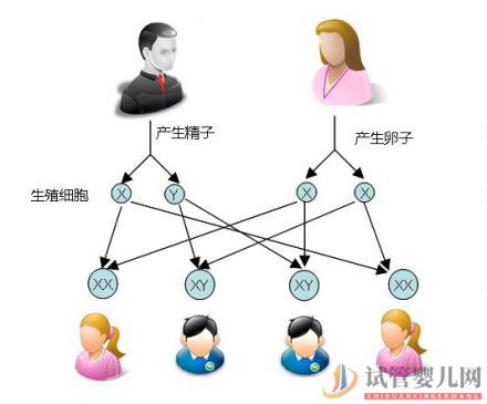 试管婴儿可以做双胞胎选性别吗？(试管婴儿可以单方面做吗)(图1)