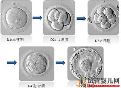 试管婴儿网2019年做试管婴儿流程最全讲解(图4)