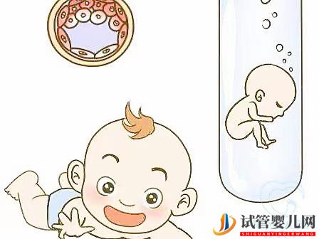 试管婴儿网:取卵多为什么可移植胚胎数不多？卵泡和试管成功率的关系(图2)
