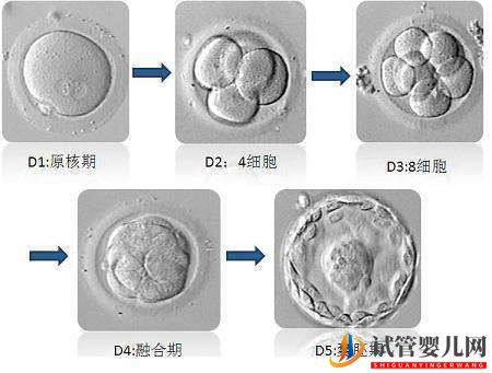 试管婴儿网:泰国做试管，移植哪个阶段胚胎更好？(图2)
