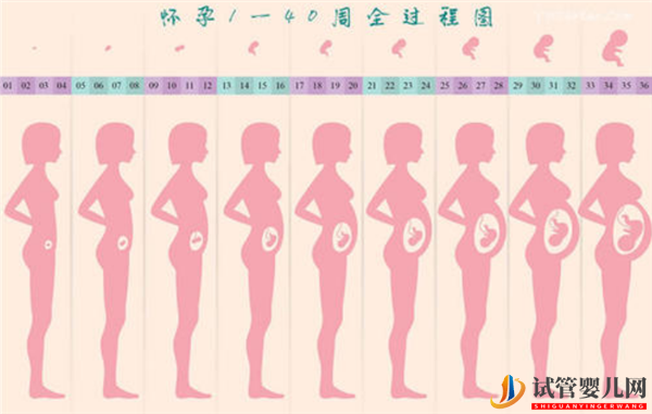试管婴儿网:通过试管婴儿移植成功后多久会显肚子(试管婴儿费用大概要多久成功)(图1)