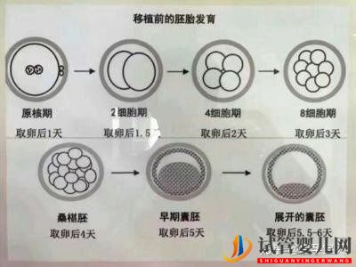 试管婴儿网:3分钟教你看懂胚胎等级报告(图2)