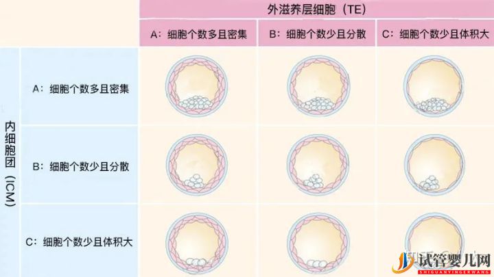 试管婴儿网:8分钟带你了解关于囊胚等级的一切(图2)