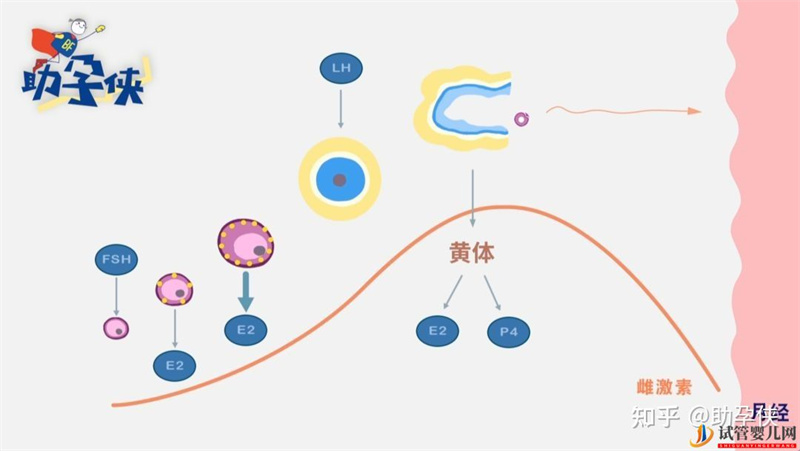 备孕完美的子宫内膜,雌孕激素了解下(图2)