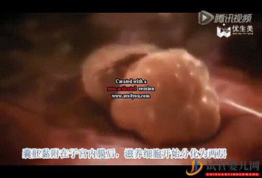 超真实全记录视频,揭秘胚胎着床(图12)