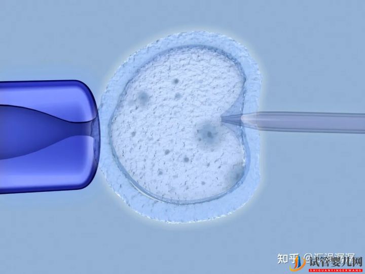 超真实全记录视频,揭秘胚胎着床(图18)