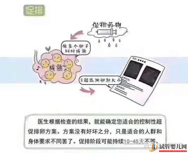 试管婴儿流程图,拿走不谢(图3)