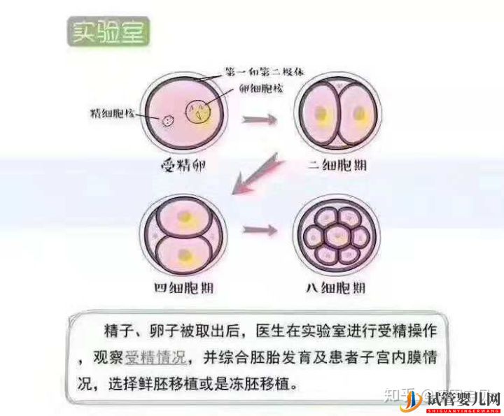 试管婴儿流程图,拿走不谢(图9)