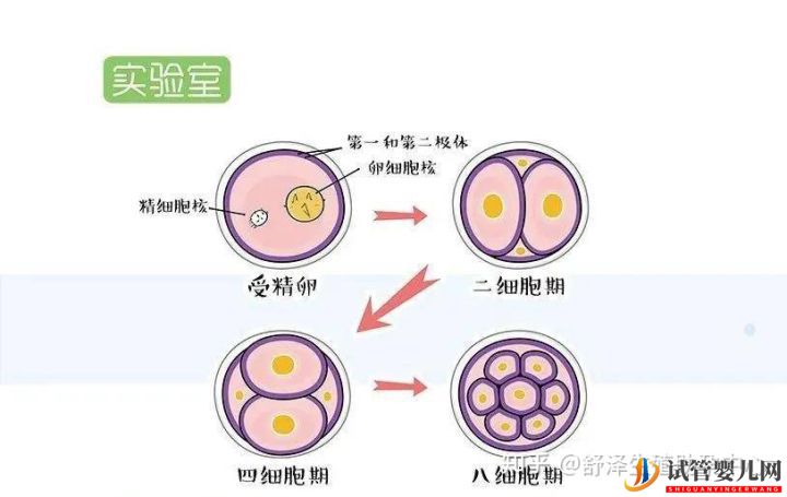 一个试管婴儿周期多长时间,具体流程怎么样(图8)