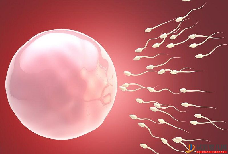 在做试管婴儿过程中为什么要先降调才能促排卵？(图2)