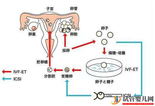 干货_胚胎解冻和移植全过程(图5)
