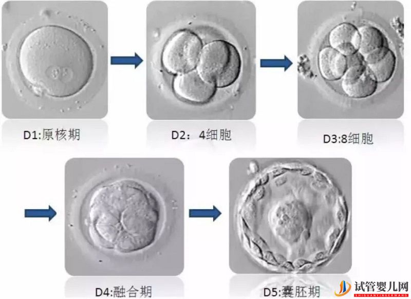 试管婴儿的胚胎等级如何划分(图2)