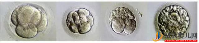 试管婴儿里胚胎碎片是什么呢？(图2)