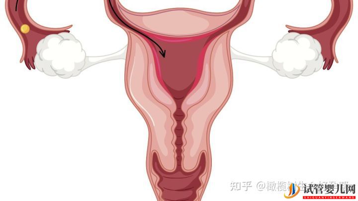 全面!试管婴儿必查项目「性激素六项」报告数值逐个(图8)