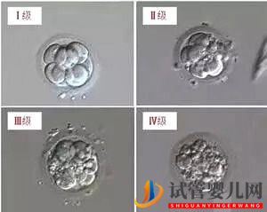 泰国试管婴儿鲜胚，囊胚，冻胚，哪个移植成功率更高(图2)