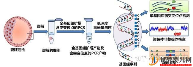 泰国试管高达70%的成功率,做到5点(图3)