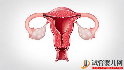 什么样的子宫内膜才能让美国试管婴儿胚胎着床？(图2)