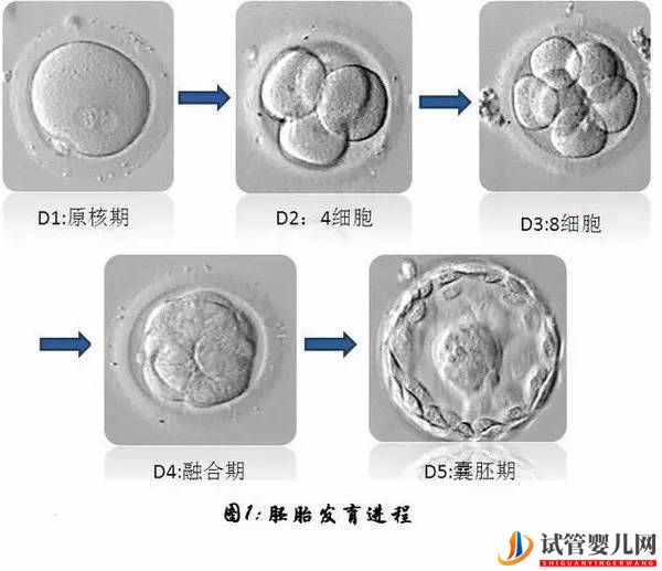 手把手教你搞懂试管婴儿的胚胎等级(图1)