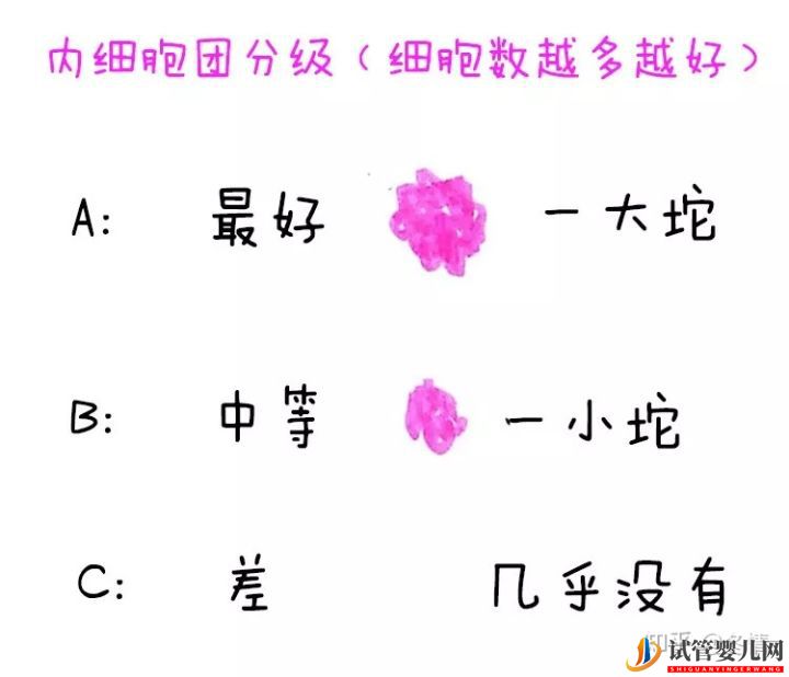 你的胚胎“算老几”_解密鲜胚囊胚等级(图4)