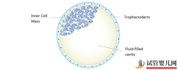 美国试管婴儿_这样的囊胚才是极好的(图3)