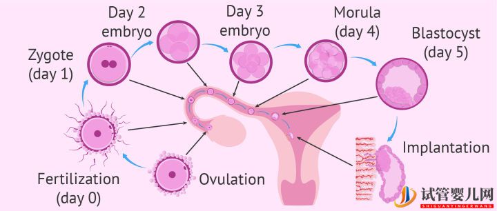 美国试管婴儿_这样的囊胚才是极好的(图6)