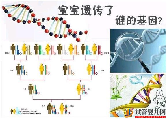 三代试管可以解决那些遗传病(图2)