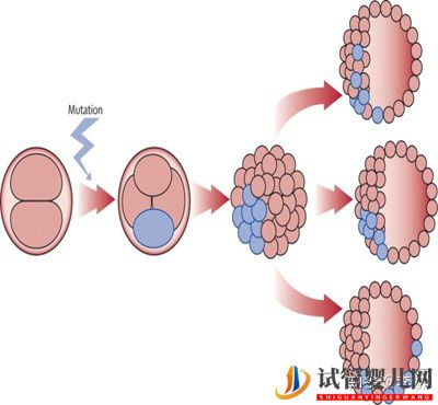 三代试管婴儿那些事儿(图7)