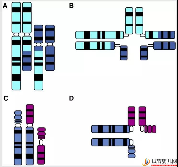 “完全正常”染色体的第三代试管婴儿是真的吗？(图2)