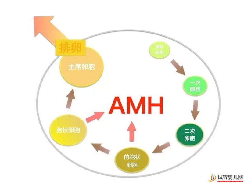 AMH是如何影响女性卵子储备的，对做试管有影响吗？(图1)