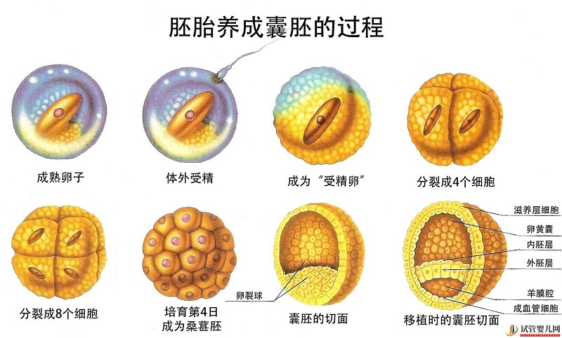 第三代试管胚胎等级划分及优质胚胎识别(图1)