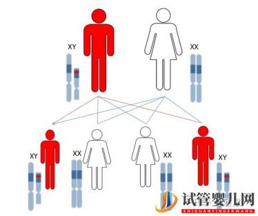 第三代试管婴儿技术可以筛查哪些常见的遗传疾病呢(图3)