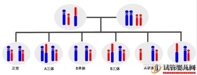 试管婴儿网:夫妻染色体没问题,为什么胚胎染色体异常就有问题(图3)
