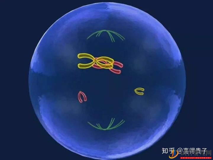 试管婴儿网:夫妻染色体正常,但胚胎染色体异常,什么原因引起(图1)
