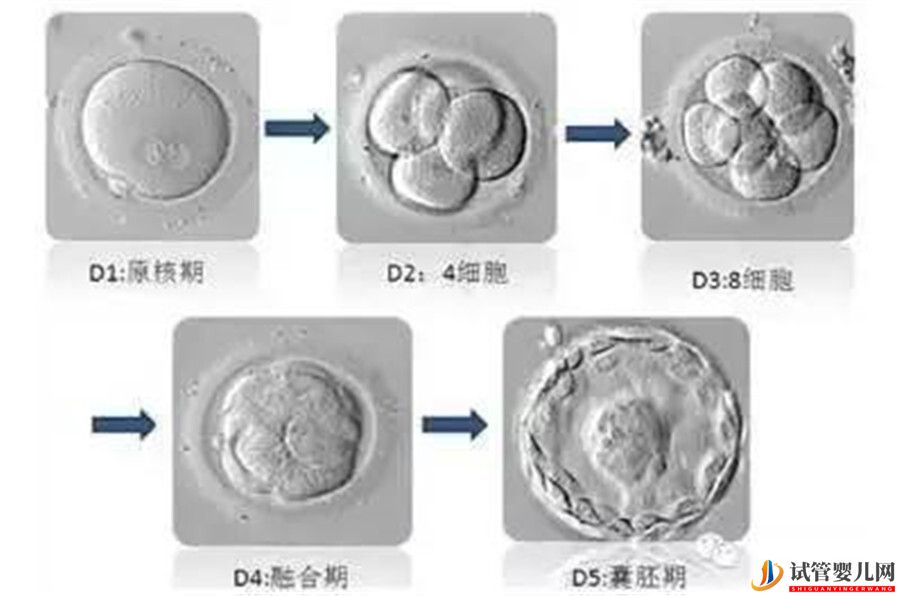 试管婴儿网:看完这篇试管婴儿养囊的利弊，你会继续选择养囊吗？(图2)