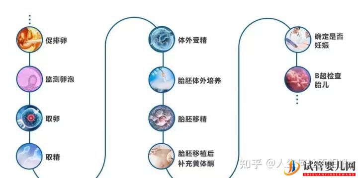 试管婴儿网:做试管婴儿多久可以怀孕呢_具体流程是怎样的(图2)