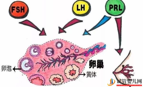 美国试管成功率的关键-获得健康卵子(图2)