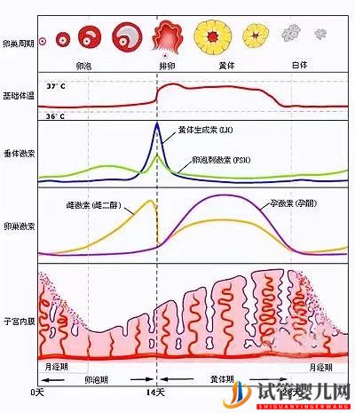 试管婴儿网:女性雌激素过高会降低试管移植成功率吗？女性雌激素多还是少较好(图2)