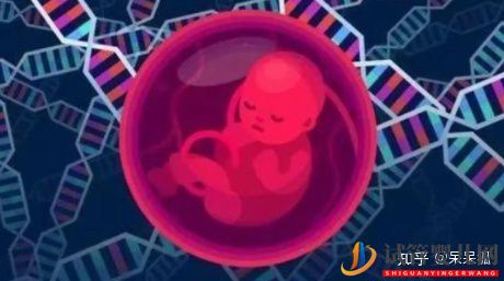 试管婴儿网:做第三代试管婴儿还会染色体异常吗(图3)
