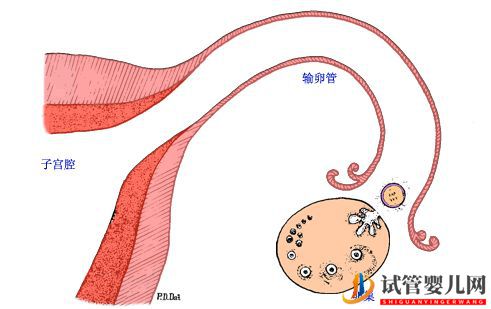 试管婴儿网:40多了,怀孕的几率还有多少_做供卵试管几率又是多(图2)