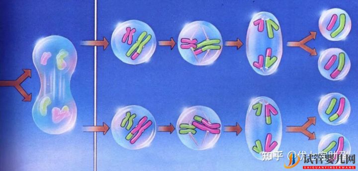 试管婴儿网:全面解析第三代试管婴儿的科普知识(图26)