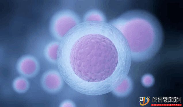试管婴儿网:试管婴儿取卵后多久可以移植胚胎(图1)