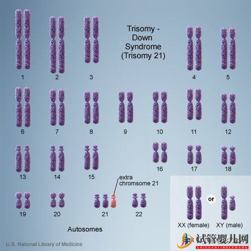 试管婴儿网:胚胎异常染色体都是我的锅,我背了!(图3)