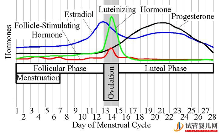 试管婴儿网:试管婴儿卵子质量完整指南-卵子质量完整攻略(图6)