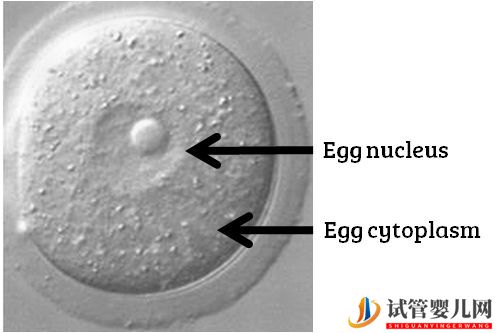 试管婴儿网:试管婴儿卵子质量完整指南-卵子质量完整攻略(图9)