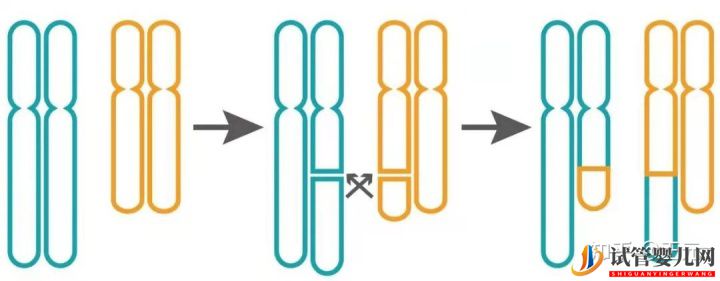 三代试管怎么解决染色体易位问题(图1)