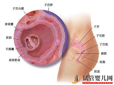 试管婴儿网:胚胎移植阶段该如何提升试管婴儿的成功率？(图2)