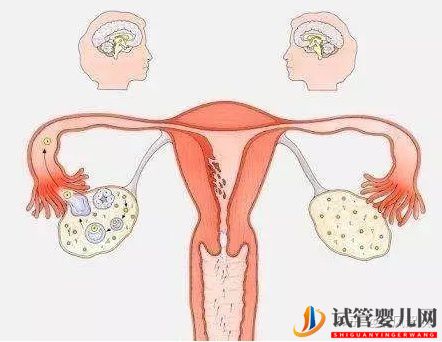 试管婴儿网:一般amh低于多少建议试管,amh值多少正常范围(图11)